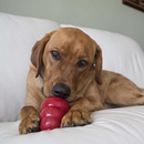 Kong Snacks Birth Cake Recipe Dog Treats - Dog Treats 9