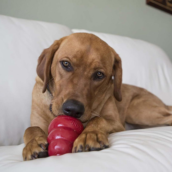 Kong Snacks Birth Cake Recipe Dog Treats - Dog Treats 9