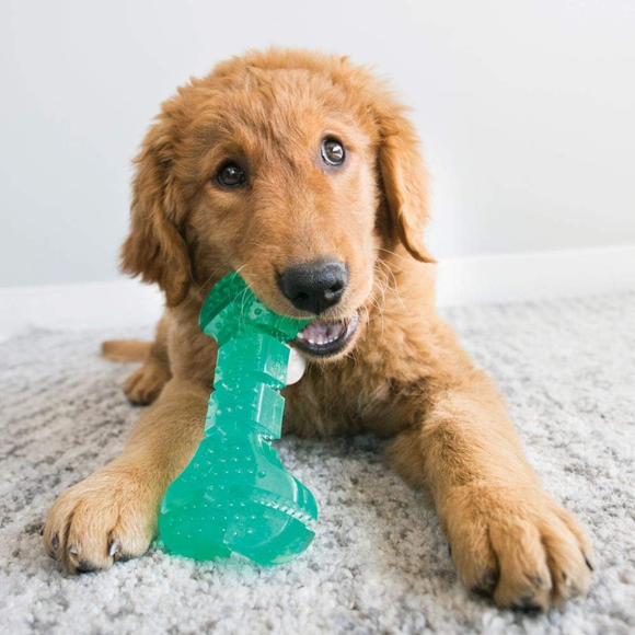 KONG Squeezz Dental Stick Toy for Dogs - Dog Toy 2