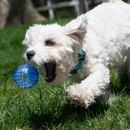 KONG Squeezz Geodz Balls Dog Toy 2 pack Assorted Colors - Dog Toy 2