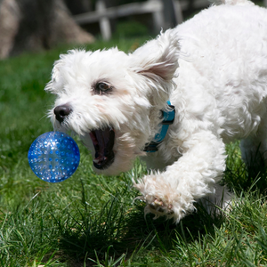 KONG Squeezz Geodz Balls Dog Toy 2 pack Assorted Colors - Dog Toy 2
