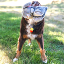 KONG Toughz Dog Toy - Dog Toy 3