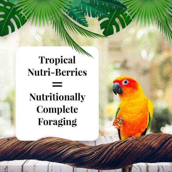 Lafeber Tropical Fruit Nutri-Berries Conure Food 10-oz - Bird Food 2