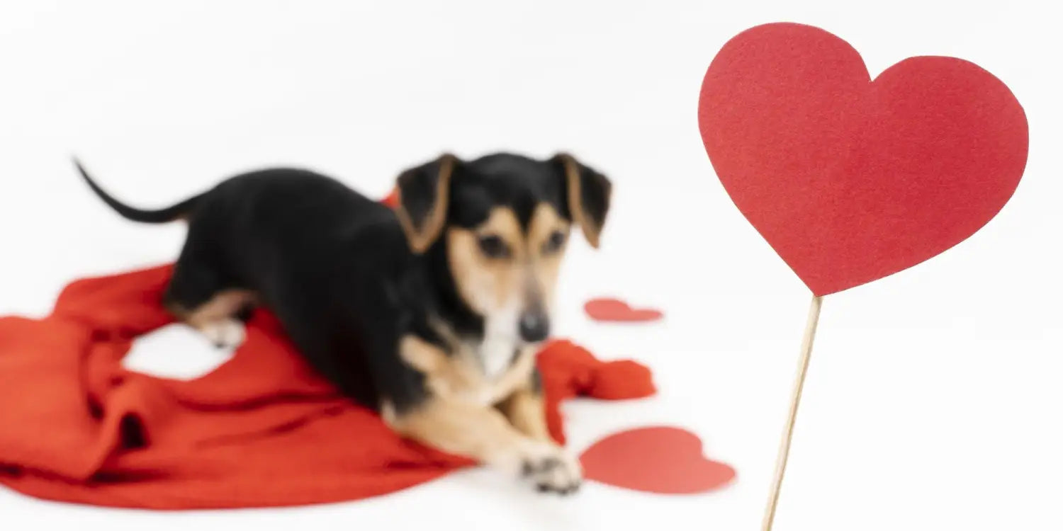 a little puppy behind a red heart cutout
