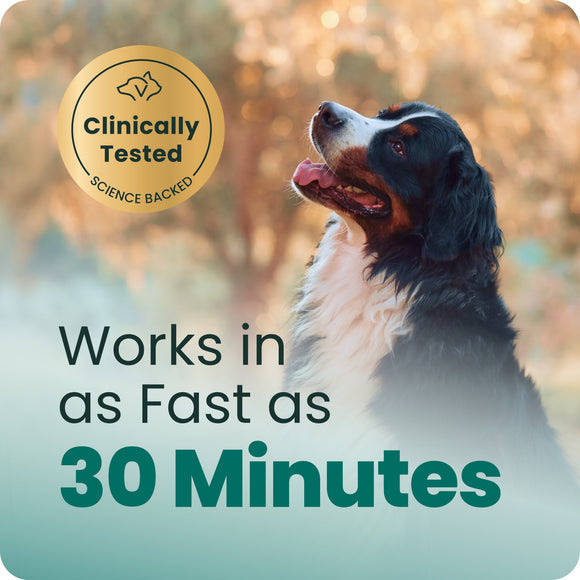 Long Lasting Calm & Confident Chews for Dogs - Dog Supplements & Vitamins 5