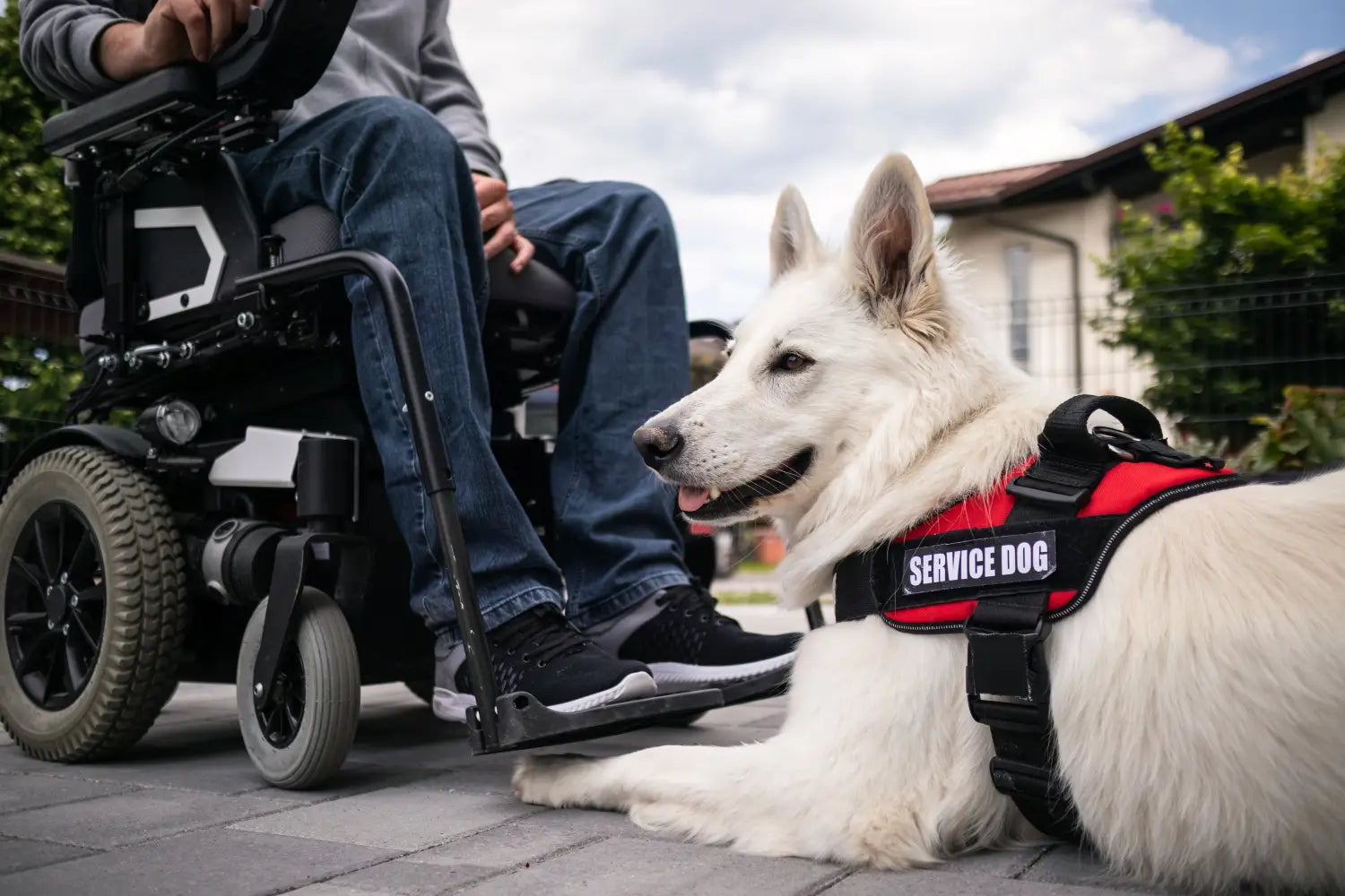 World’s Largest Pet Walk 2026: HardyPaw’s Top Picks for a Comfortable Walk