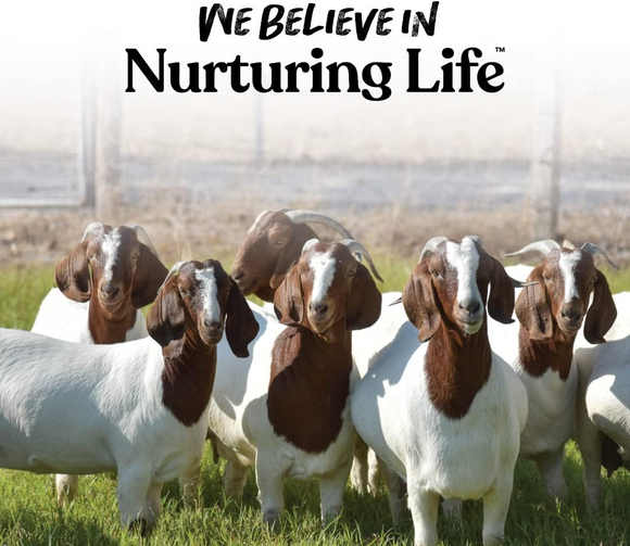 Manna Pro Treats +Probiotics for Goats (5 lb) - Goat & Sheep Feed 7