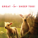 Manna Pro Treats +Probiotics for Goats (5 lb) - Goat & Sheep Feed 5