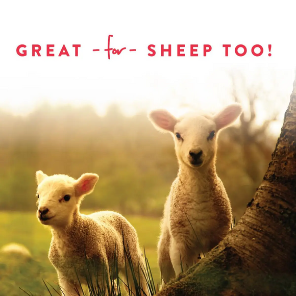Manna Pro Treats +Probiotics for Goats (5 lb) - Goat & Sheep Feed 5