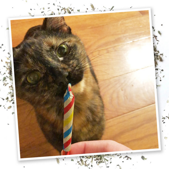 Meowijuana Birthjays Party-Size Catnip Joints with Organic Catnip - Catnip Toys 5