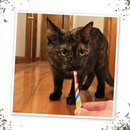 Meowijuana Birthjays Party-Size Catnip Joints with Organic Catnip - Catnip Toys 4