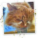 Meowijuana Kalico Kush Catnip & Valerian Root Blend Catnip (0.917 oz)
