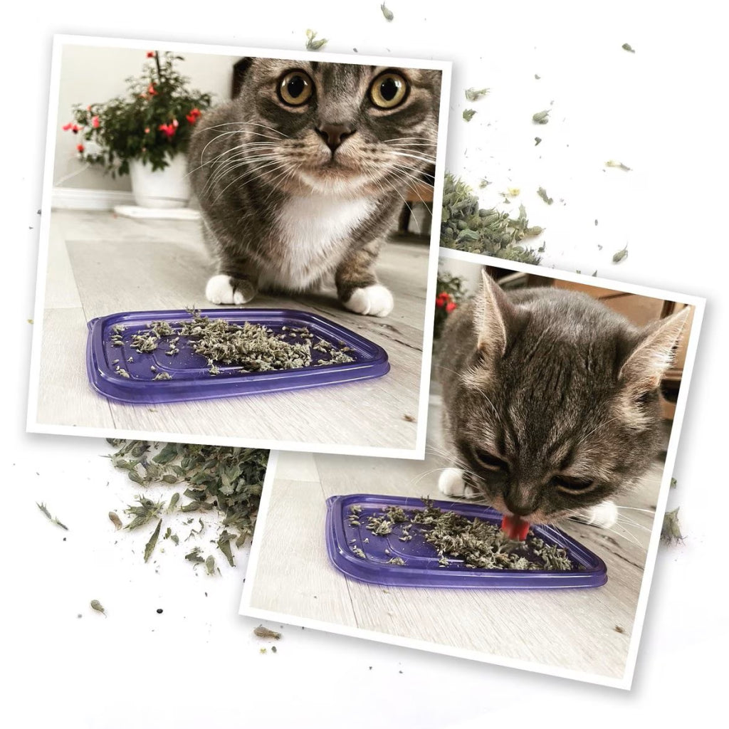 Meowijuana Meowi-Waui Catnip – Premium Organic Cat Treat