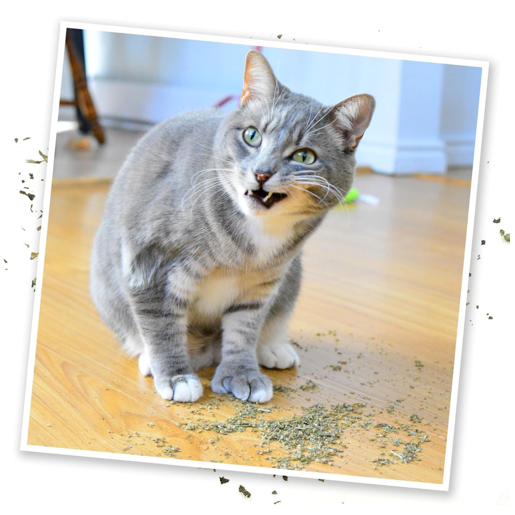 Meowijuana Purrple Passion Catnip & Silvervine for Cats