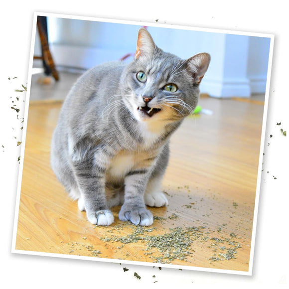 Meowijuana Purrple Passion Catnip & Silvervine Blend Catnip (0.917 oz) - Catnip 5