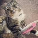 Meowijuana Refillable Get Smoked Fish Cat Toy with Refillable Catnip - Cat Toys 10