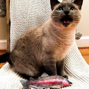 Meowijuana Refillable Get Smoked Fish Cat Toy with Refillable Catnip - Cat Toys 12