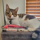 Meowijuana Refillable Get Smoked Fish Cat Toy with Refillable Catnip - Cat Toys 9