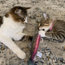 Meowijuana Refillable Get Smoked Fish Cat Toy with Refillable Catnip - Cat Toys 11