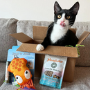Meowijuana Refillable Jump ’n’ Jamb Deep Sea Squid Hanging Cat Toy - Interactive Cat Toys 3