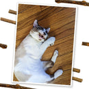 Meowijuana Silvervine Sticks for Cats