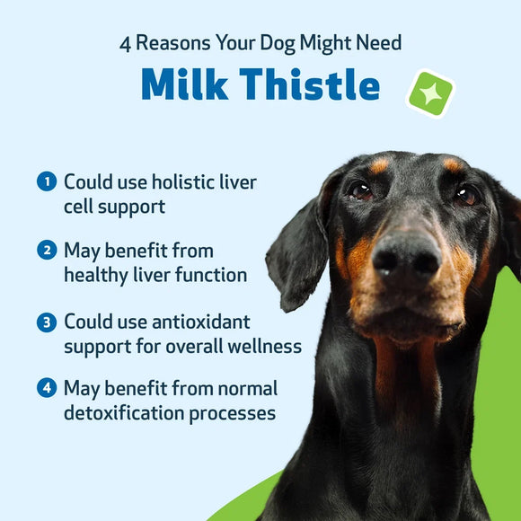 Milk Thistle Supplement for Healthy Liver Function in Dogs - Dog Supplements & Vitamins 12
