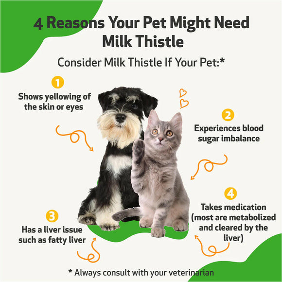 Milk thistle for dogs