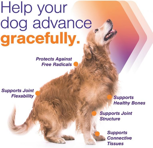 MovoFlex ADVANCED Joint Support for Large Dogs