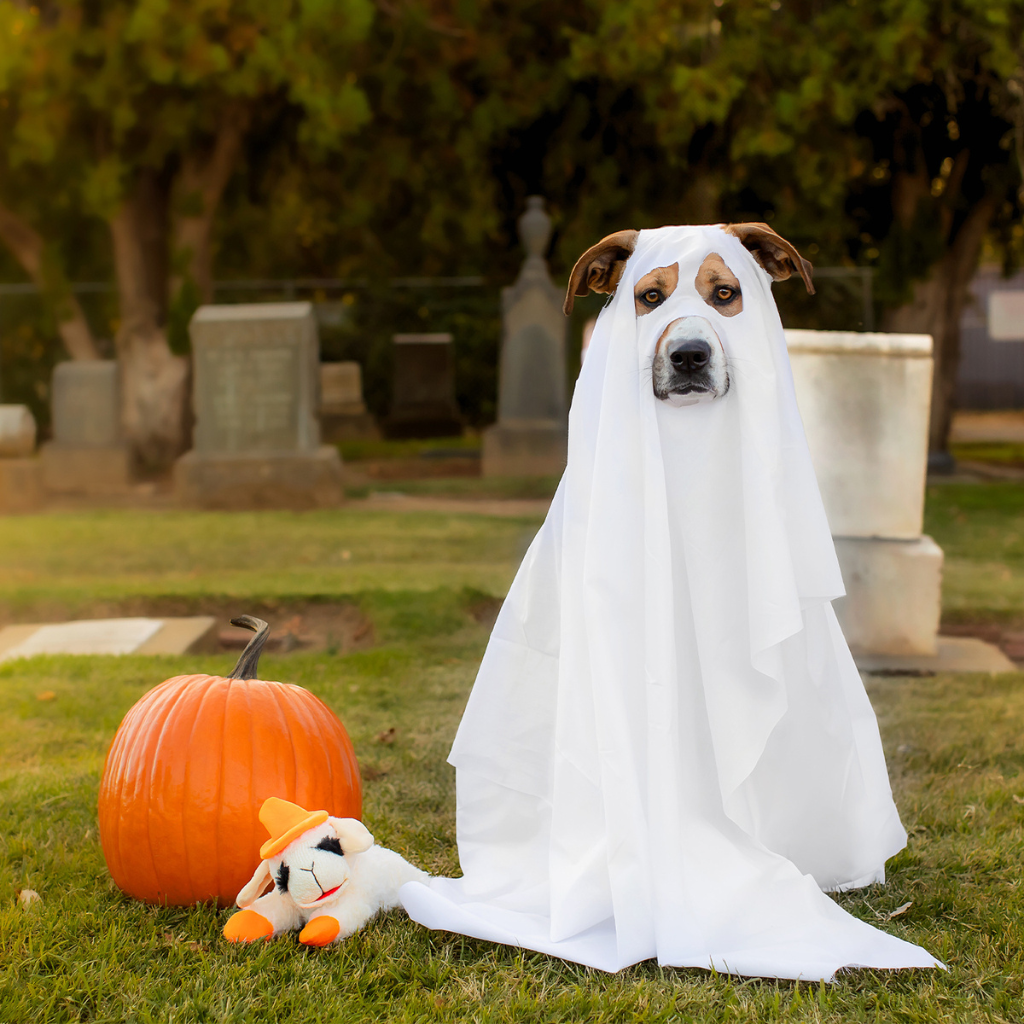 Multipet Halloween Lamb Chop Witch Hat Orange Dog Toy