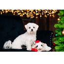 MultiPet Lamb Chop w Santa Hat Plush Dog Toy 6’’ - Dog Toy 3