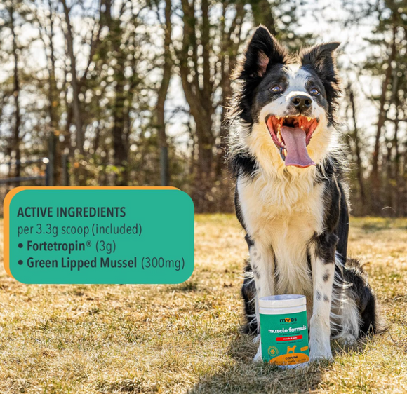 MYOS Canine Muscle & Joint Formula with Green Lipid Mussel - Horse Vitamins & Supplements 5