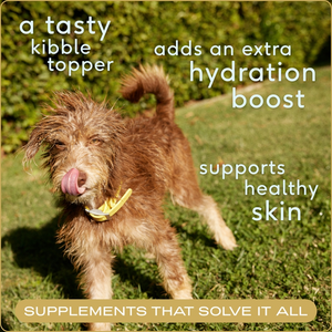 Native Pet Beef Bone Broth Powder Dog Food Topper - Dog Nutrition Supplements 2