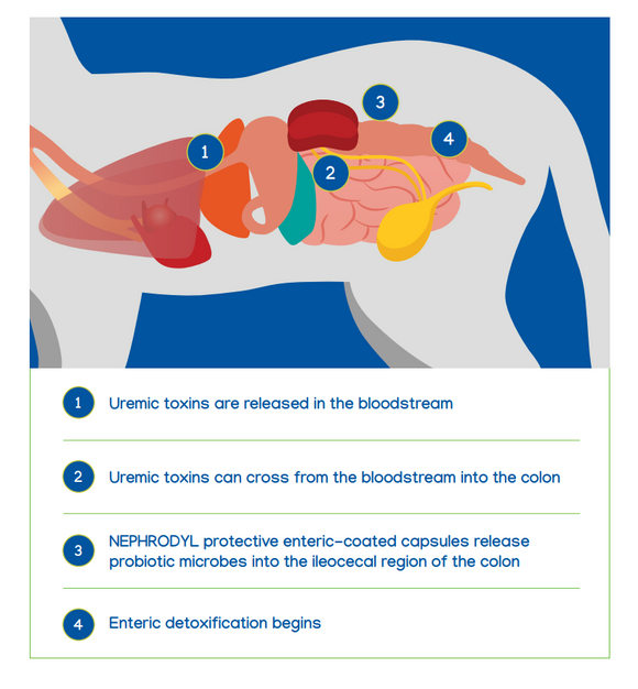 this proprietary probiotic blend begins enteric detoxification in your pet's body