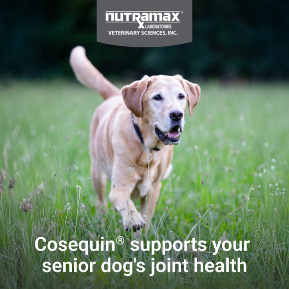 Nutramax Cosequin Senior Joint Health Supplement for Senior Dogs - With Glucosamine Chondroitin Omega-3 for Skin