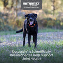 Nutramax Dasuquin Joint Health Supplement for Large Dogs - With Glucosamine Chondroitin ASU Boswellia Serrata Extract