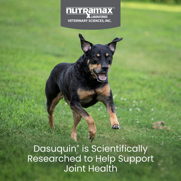 Nutramax Dasuquin Joint Health Supplement for Small to Medium Dogs - With Glucosamine Chondroitin ASU Boswellia Serrata