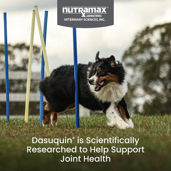 Nutramax Dasuquin with MSM Joint Health Supplement for Large Dogs - With Glucosamine MSM Chondroitin ASU Boswellia