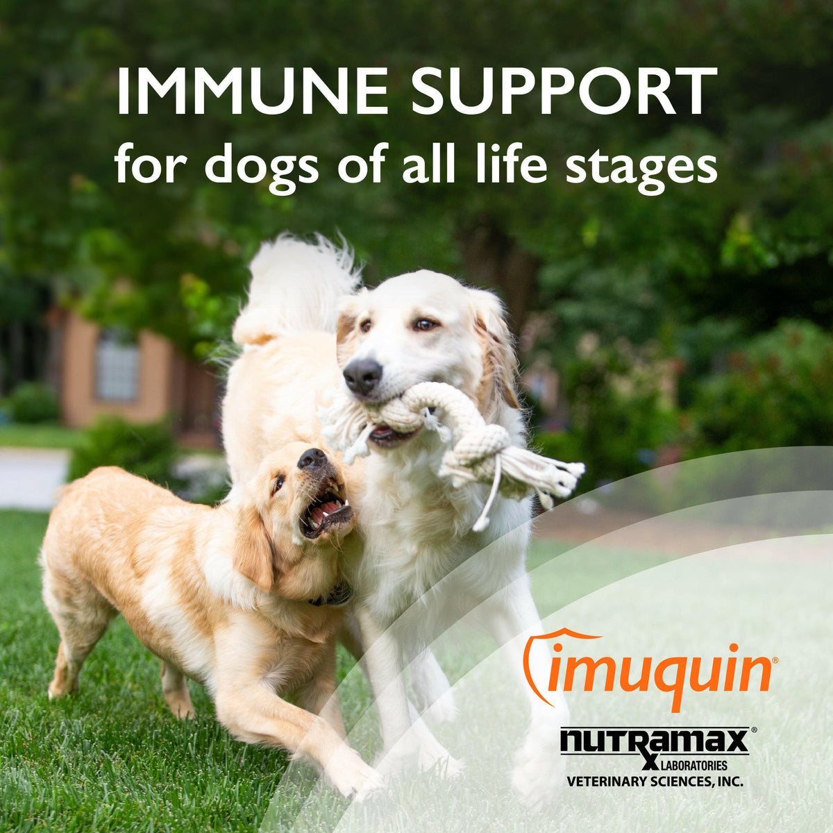 Imuquin Immune Support Health Supplement Powder for Dogs