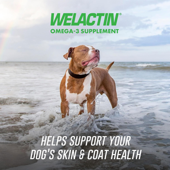 Nutramax Welactin Daily Omega-3 Supplement For Dogs Skin & Coat Health Plus Overall Health 60 Soft Chews - Dog