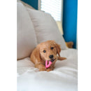 Nylabone Puppy Chew Toy Wishbone Chicken Flavor