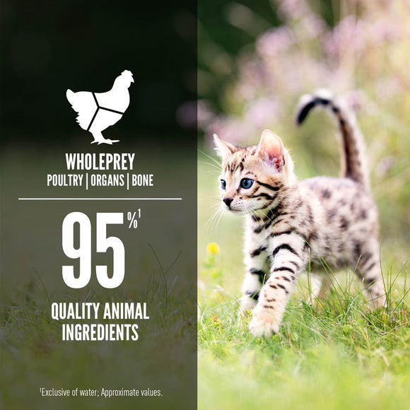 ORIJEN Premium Chicken & Salmon Kitten & Cat Food in Bone Broth Pate
