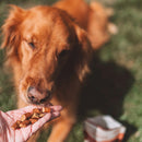 OTIS Wild Things Salmon Trainers Bite-Sized Treats for Dogs (4 oz)