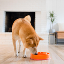 Outward Hound Fun Feeder Slo Bow Slow Feeder Dog Bowl Orange Swirl - Bowls & Feeders 7