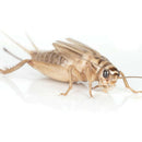 Ovipost Banded Adult Live Feed Crickets Reptile Food Adult - Reptile Food 3