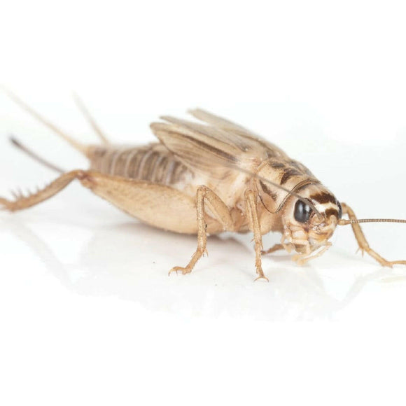 Ovipost Banded Adult Live Feed Crickets Reptile Food Adult - Reptile Food 3