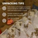 Ovipost Banded Adult Live Feed Crickets Reptile Food Adult - Reptile Food 5