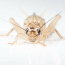 Ovipost Banded Adult Live Feed Crickets Reptile Food Large 3/4’’ - Reptile Food 1