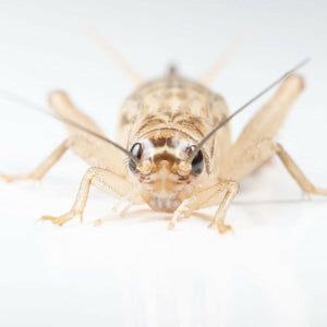 Ovipost Banded Adult Live Feed Crickets Reptile Food Large 3/4’’ - Reptile Food 1