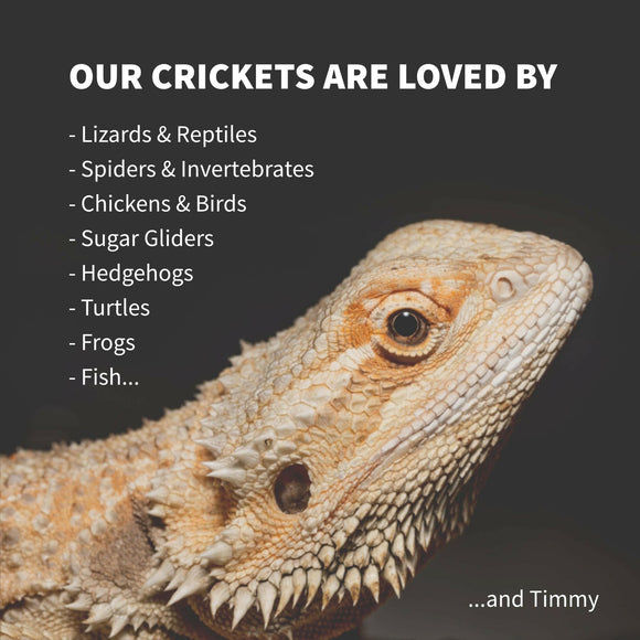 Ovipost Banded Adult Live Feed Crickets Reptile Food Medium 1/2’’ - Reptile Food 7
