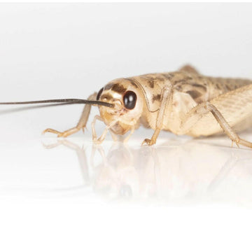 Ovipost Banded Adult Live Feed Crickets Reptile Food, Medium, 1/2"
